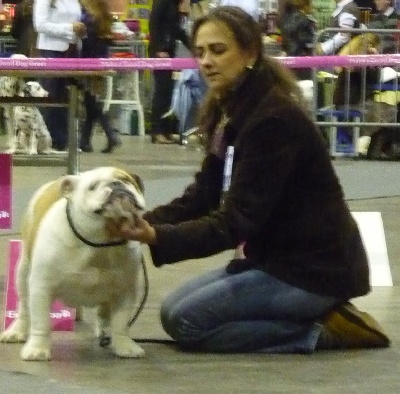 Myfairbull - ASCOT ,Best Puppy in Breed à Leuven