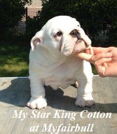 my star King cotton at myfairbull